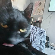 Sam is registered to the contest to win money with this photo: black_cat, cat, close_up, indoor, blanket, furniture, painting, television, cord, lamp, table, wall, carpet, pet, animal, tongue, eye, blur, home, cozy