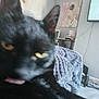black_cat, cat, close_up, indoor, blanket, furniture, painting, television, cord, lamp, table, wall, carpet, pet, animal, tongue, eye, blur, home, cozy
