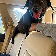 Beny joined the competition — help win amazing prizes! dog, black_dog, pet, backseat, car_interior, headrest, seatbelt, window, human_hand, collar, tongue, panting, happy, eyes, nose, fur, upholstery, road_trip, traveling, rear_window