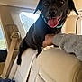 dog, black_dog, pet, backseat, car_interior, headrest, seatbelt, window, human_hand, collar, tongue, panting, happy, eyes, nose, fur, upholstery, road_trip, traveling, rear_window