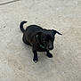 dog, black_dog, pet, concrete, sidewalk, outdoor, collar, sitting, tail, small_dog, canine, short_legs, brown_eyes, looking_up, portrait, cute, single_animal, ear_flop, pavement, shadow