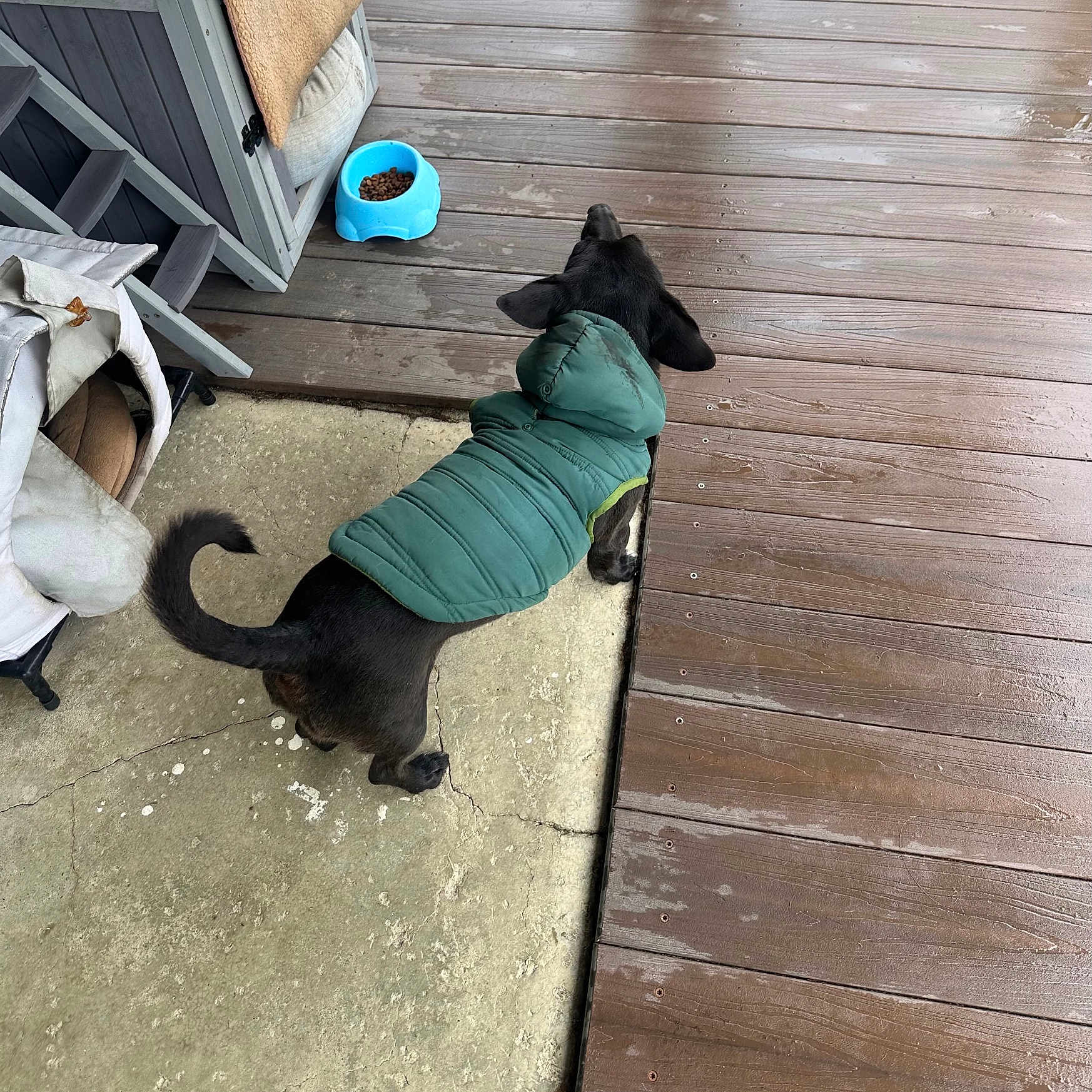 Beny is registered to the contest to win money with this photo: black_dog, canine, concrete_floor, curled_tail, dog, dog_coat, food_bowl, green_jacket, kibble, outdoor, outdoor_furniture, pavement, paws, pet, pet_bed, porch, stairs, tail, wet_planks, wooden_deck