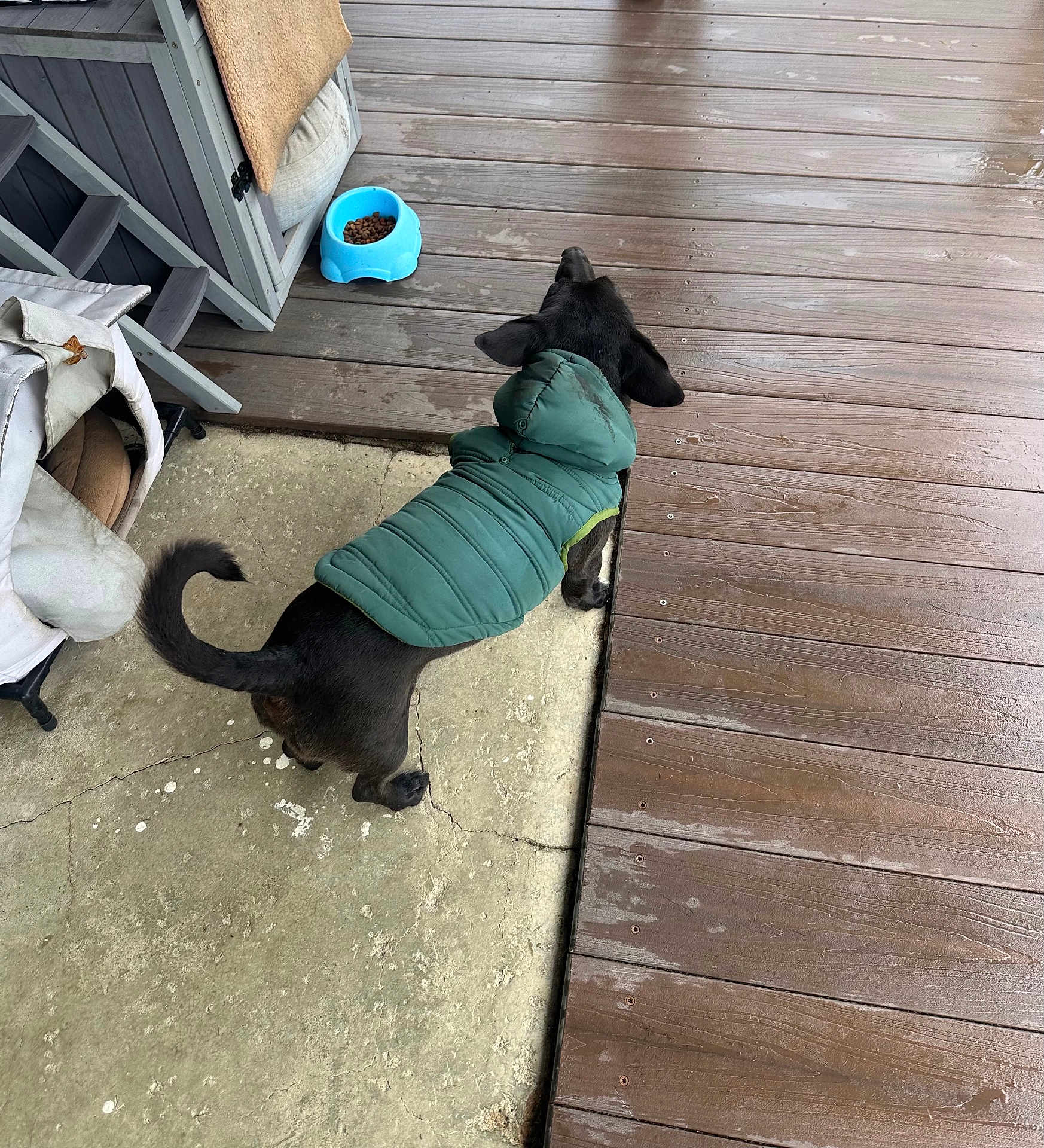 Beny is registered to the contest to win money with this photo: dog, black_dog, pet, green_jacket, dog_coat, outdoor, porch, wooden_deck, concrete_floor, food_bowl, kibble, wet_planks, tail, paws, pet_bed, stairs, outdoor_furniture, curled_tail, canine, pavement