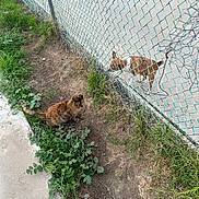 Canela joined the competition — help win amazing prizes! cat, dog, chain_link_fence, sidewalk, grass, dirt, weed, outdoor, pet, animal, curious, meeting, fence_post, concrete, tail, ear, ground, interaction, daylight, urban_outdoor