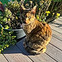 Canela is registered to the contest to win money with this photo: cat, tortoiseshell_cat, pet, animal, outdoor, sunlight, wooden_deck, planter, potted_plant, succulent, yellow_flowers, green_eyes, whiskers, sitting, fur, portrait, shadow, collar, garden, decking