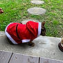 Canela joined the competition — help win amazing prizes! cat, tabby_cat, pet, santa_costume, red_clothing, white_trim, hood, paw, whiskers, concrete, stepping_stones, grass, lawn, porch, wooden_deck, outdoor, person_hand, shoe, costume, closeup