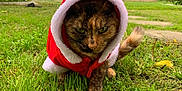Canela is registered to the contest to win money with this photo: cat, tortoiseshell_cat, pet, grass, santa_costume, hood, christmas, outdoor, front_yard, tree, vintage_car, car, paws, walking, leaf, cloudy_sky, green, displeased, portrait, closeup