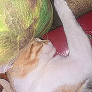 Sunny Boy is registered to the contest to win money with this photo: cat, sleeping_cat, pet, orange_tabby, white_fur, feline, whiskers, ear, paw, pillow, blanket, cushion, sofa, red_purse, leather, close_up, indoor, resting, cozy, fur_texture