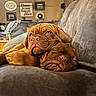 animal, brown_dog, canine, companion, couch, cozy, cute, dog, domestic, furniture, home_decor, indoors, living_room, pet, portrait, relaxed, resting, sleeping, snuggling, wrinkled_face