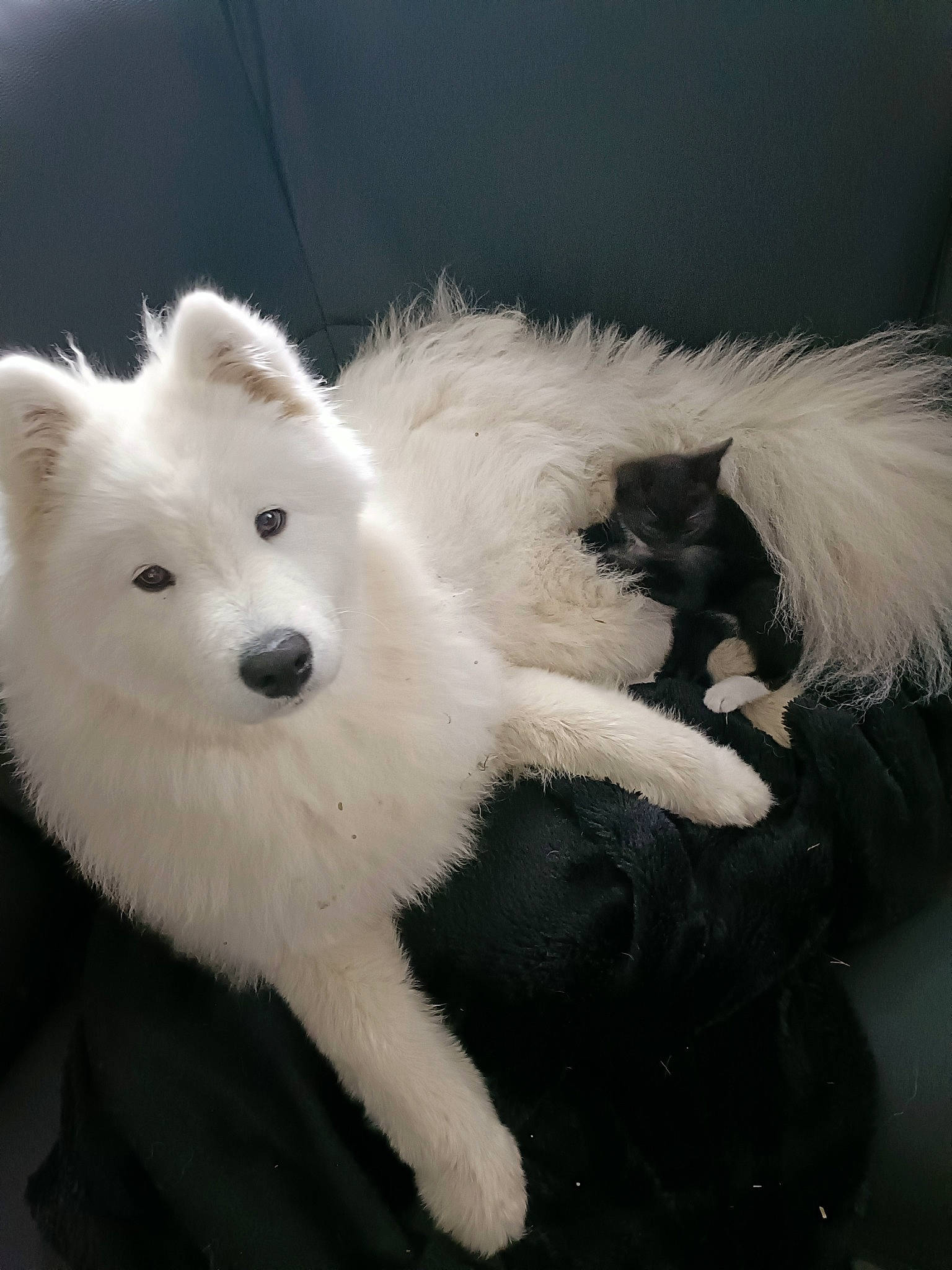 Talya participe au concours pour gagner de l'argent avec cette photo : american_eskimo_dog, ancient_dog_breeds, canidae, carnivore, companion_dog, dog, dog_breed, fur, german_spitz_mittel, non_sporting_group, snout, spitz, sporting_group, terrestrial_animal, volpino_italiano, whiskers, working_animal