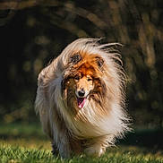 Nougat participe au concours pour gagner de l'argent avec cette photo : dog, collie, fluffy, fur, grass, outdoor, animal, pet, mammal, nature, sunlight, walking, happy, tongue_out, canine, portrait, summer, field, mane, blurred_background