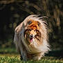 dog, collie, fluffy, fur, grass, outdoor, animal, pet, mammal, nature, sunlight, walking, happy, tongue_out, canine, portrait, summer, field, mane, blurred_background