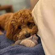 Chanel a rejoint le concours — aidez-le/la à gagner de superbes lots ! dog, plush_toy, blanket, curly_hair, resting, cozy, indoor, bed, soft_texture, cute, pet, animal, brown_fur, closeup, sleepy, snuggle, comfort, toy, relax, warm