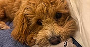 Chanel participe au concours pour gagner de l'argent avec cette photo : bedroom, blanket, brown, close_up, comfort, cozy, curly_fur, cute, dog, domestic_animal, fluffy, indoor, lying_down, pet, pillow, relaxation, resting, sleepy, soft_toy, toy