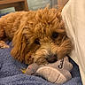 dog, toy, blanket, pillow, indoor, pet, cute, fluffy, curly_fur, resting, cozy, brown, soft_toy, lying_down, bedroom, close_up, sleepy, domestic_animal, comfort, relaxation