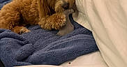 Chanel a rejoint le concours — aidez-le/la à gagner de superbes lots ! puppy, dog, toy, blanket, bed, indoor, cozy, furniture, window, curious, brown, pet, cute, playing, relaxed, soft, animal, lying_down, home, companion