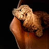 dog, pet, fluffy, brown, leather_chair, vintage, portrait, indoor, cozy, resting, side_profile, looking_away, fur, animal, canine, relaxed, closeup, warm_lighting, soft_texture, dark_background