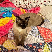 Noodle joined the competition — help win amazing prizes! cat, siamese_cat, bed, blanket, pillow, quilt, indoor, pet, animal, feline, resting, cozy, colorful, patterned, fur, cute, relaxed, stretching, home, comfort