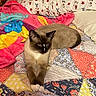 cat, siamese_cat, bed, blanket, pillow, quilt, indoor, pet, animal, feline, resting, cozy, colorful, patterned, fur, cute, relaxed, stretching, home, comfort
