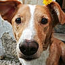 dog, brown_dog, white_markings, flower, yellow_flower, pet, animal, outdoor, steps, stone_steps, wall, weathered_wall, ears, nose, whiskers, closeup, portrait, cute, curious, canine