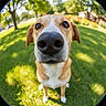 dog, animal, pet, outdoor, grass, tree, nature, nose, closeup, fisheye_lens, canine, summer, daylight, greenery, curious, portrait, mammal, park, ears, friendly