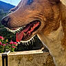 dog, tongue_out, side_view, sunlight, outdoor, blue_sky, flowers, concrete_wall, happy, pet, animal, nature, daylight, close_up, ears, snout, fur, vibrant, cheerful, canine