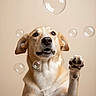 dog, paw, bubble, playful, pet, canine, cute, animal, portrait, beige_background, studio_photo, expression, whiskers, ears, fur, snout, closeup, friendly, curious, indoor