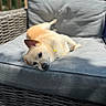 dog, small_dog, light_brown, collar, relaxed, sunlight, wicker_chair, cushion, outdoor, pet, laying_down, portrait, furniture, home, animal, cute, resting, daylight, cozy, backyard