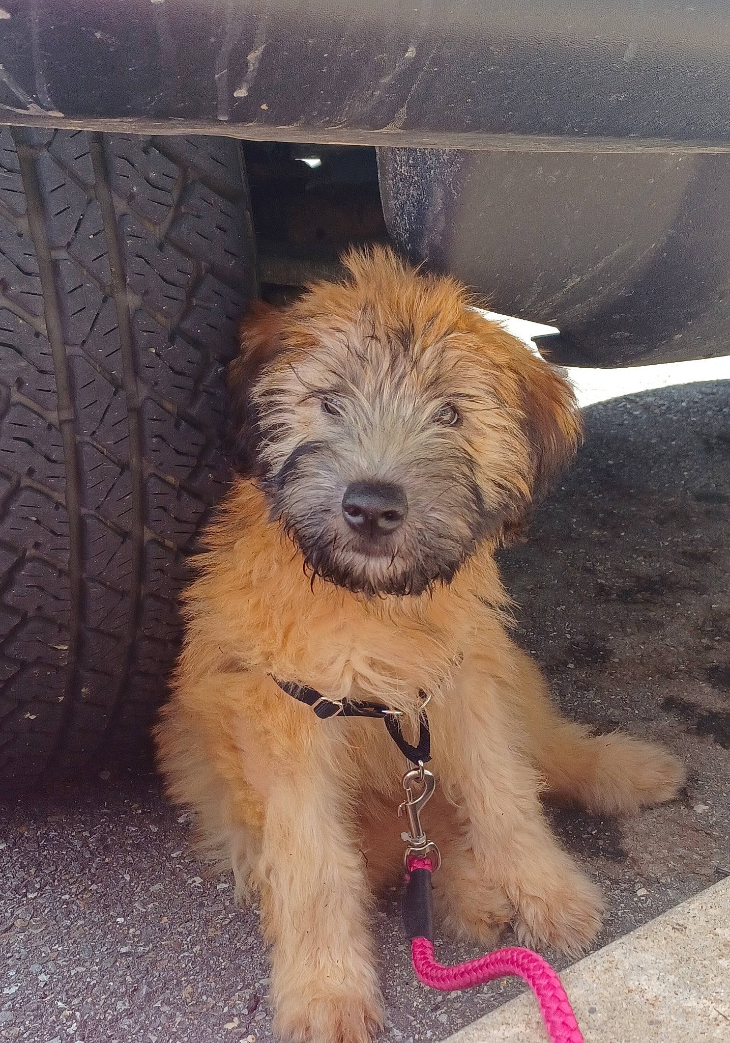 Stevie Nicks is registered to the contest to win money with this photo: automotive_tire, canidae, carnivore, companion_dog, dog, dog_breed, fender, flooring, fur, small_terrier, snout, sporting_group, synthetic_rubber, terrier, tire, tire_care, toy_dog, tread, wheel, working_animal
