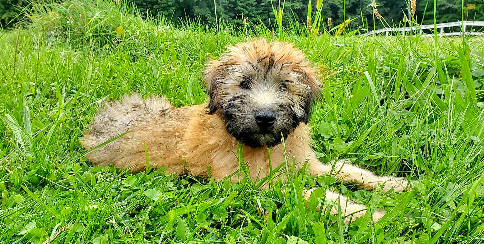 Stevie Nicks is registered to the contest to win money with this photo: border_terrier, canidae, carnivore, companion_dog, dog, dog_breed, grass, grassland, groundcover, hoary_marmot, liver, plant, puppy, small_terrier, sporting_group, terrestrial_animal, terrier, toy_dog, water_dog, working_animal