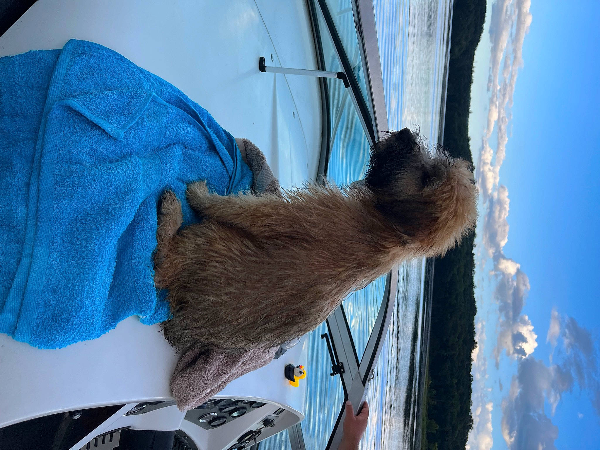 Stevie Nicks joined the competition — help win amazing prizes! azure, blue, carnivore, cloud, electric_blue, fur, photograph, plant, sky, snout, snow, tail, tree, twig, vehicle, water, whiskers, window, winter, wood