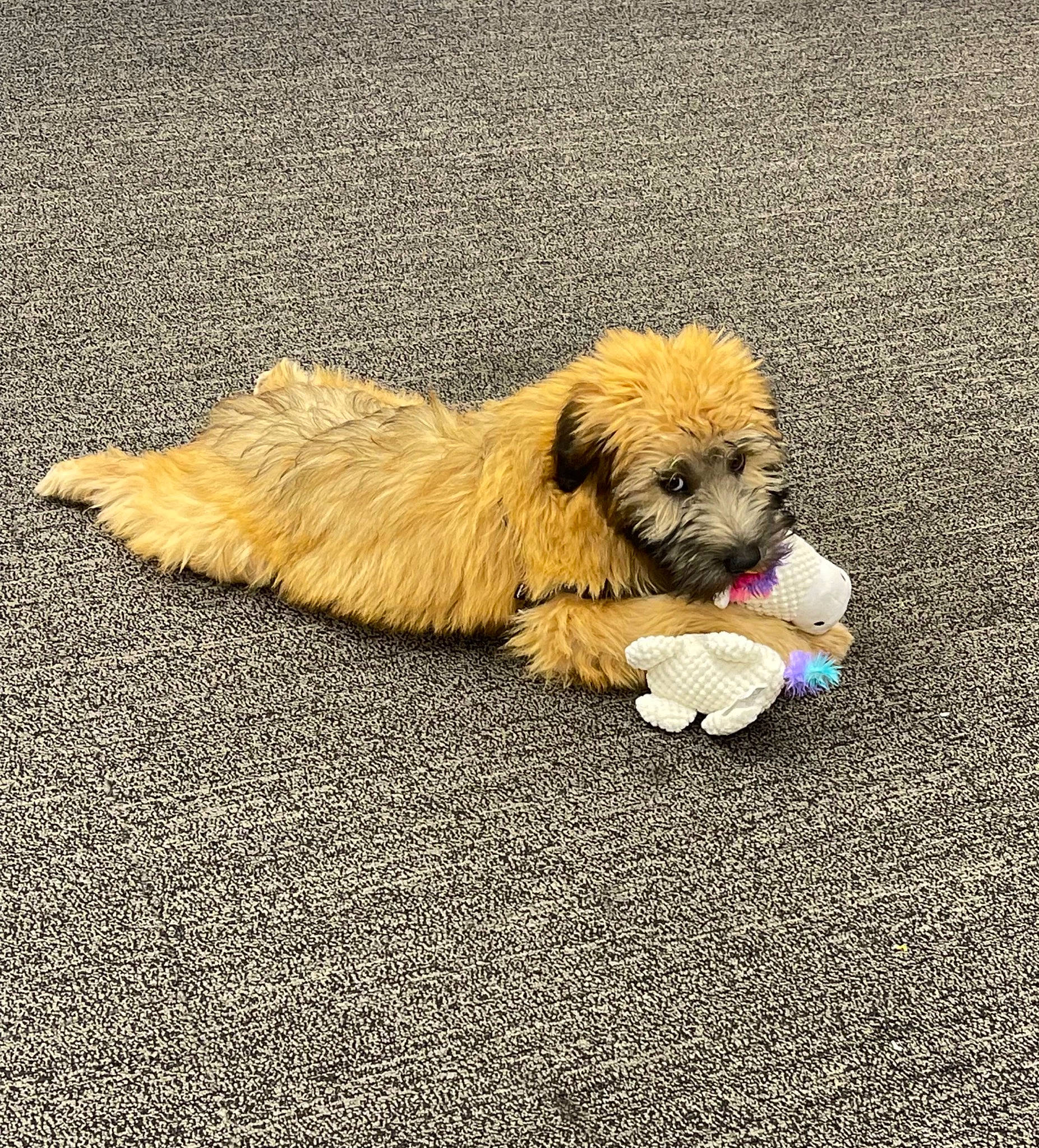 Stevie Nicks joined the competition — help win amazing prizes! asphalt, carnivore, companion_dog, concrete, dog, dog_breed, flooring, fur, road_surface, shadow, sidewalk, small_terrier, soil, sporting_group, tail, tar, terrier, toy_dog, water_dog, working_animal