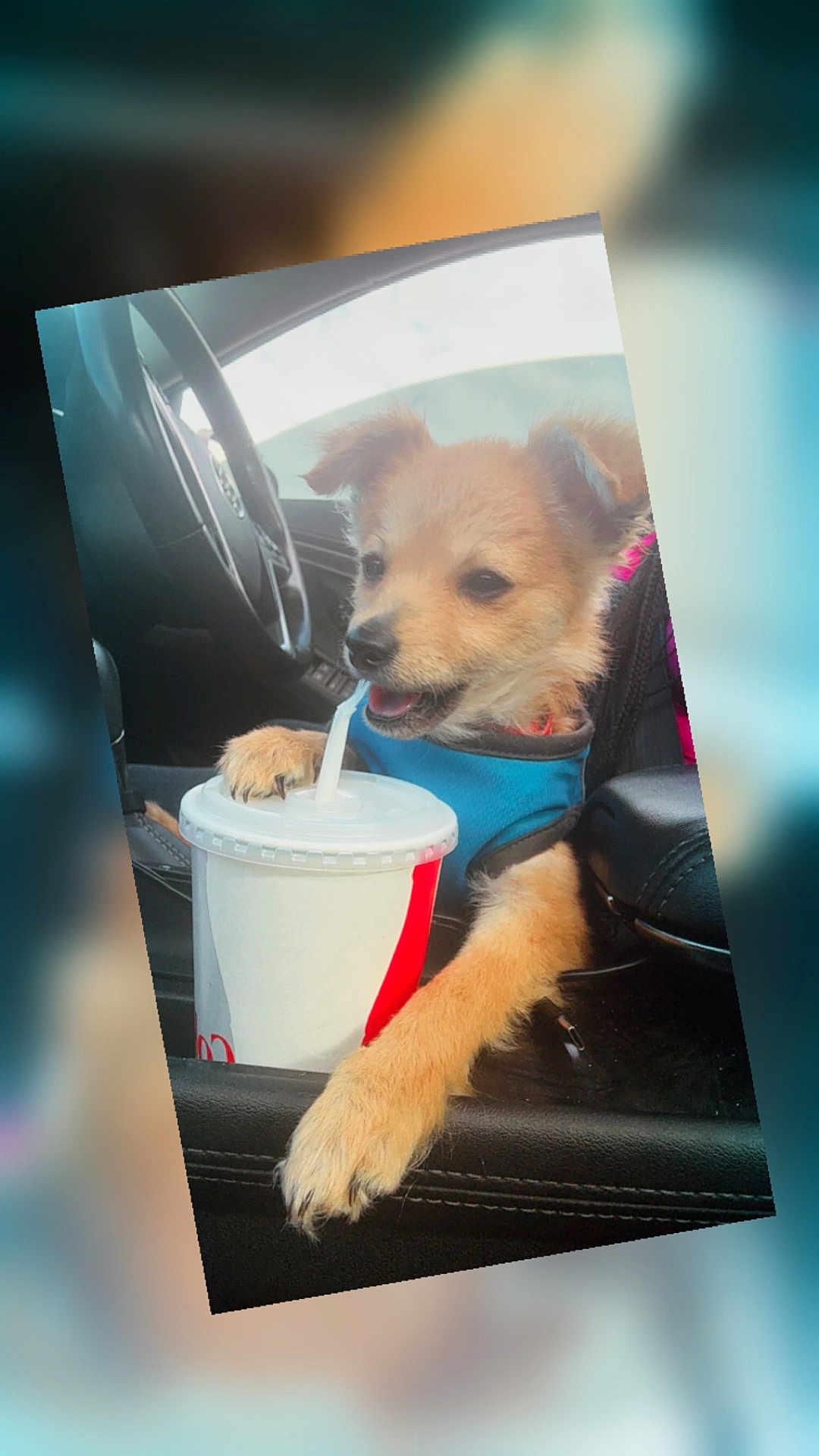 Tails is registered to the contest to win money with this photo: dog, puppy, car_interior, steering_wheel, drink, cup, straw, paw, harness, seat, leather, window, dashboard, center_console, smile, tongue_out, fast_food, blurred_background, front_seat, seatbelt