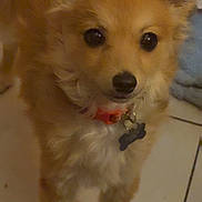 Tails is registered to the contest to win money with this photo: dog, small_dog, pet, fur, ears, collar, dog_tag, eyes, nose, paws, standing, indoor, tile_floor, closeup, portrait, cute, brown_fur, looking_up, companion, shadow