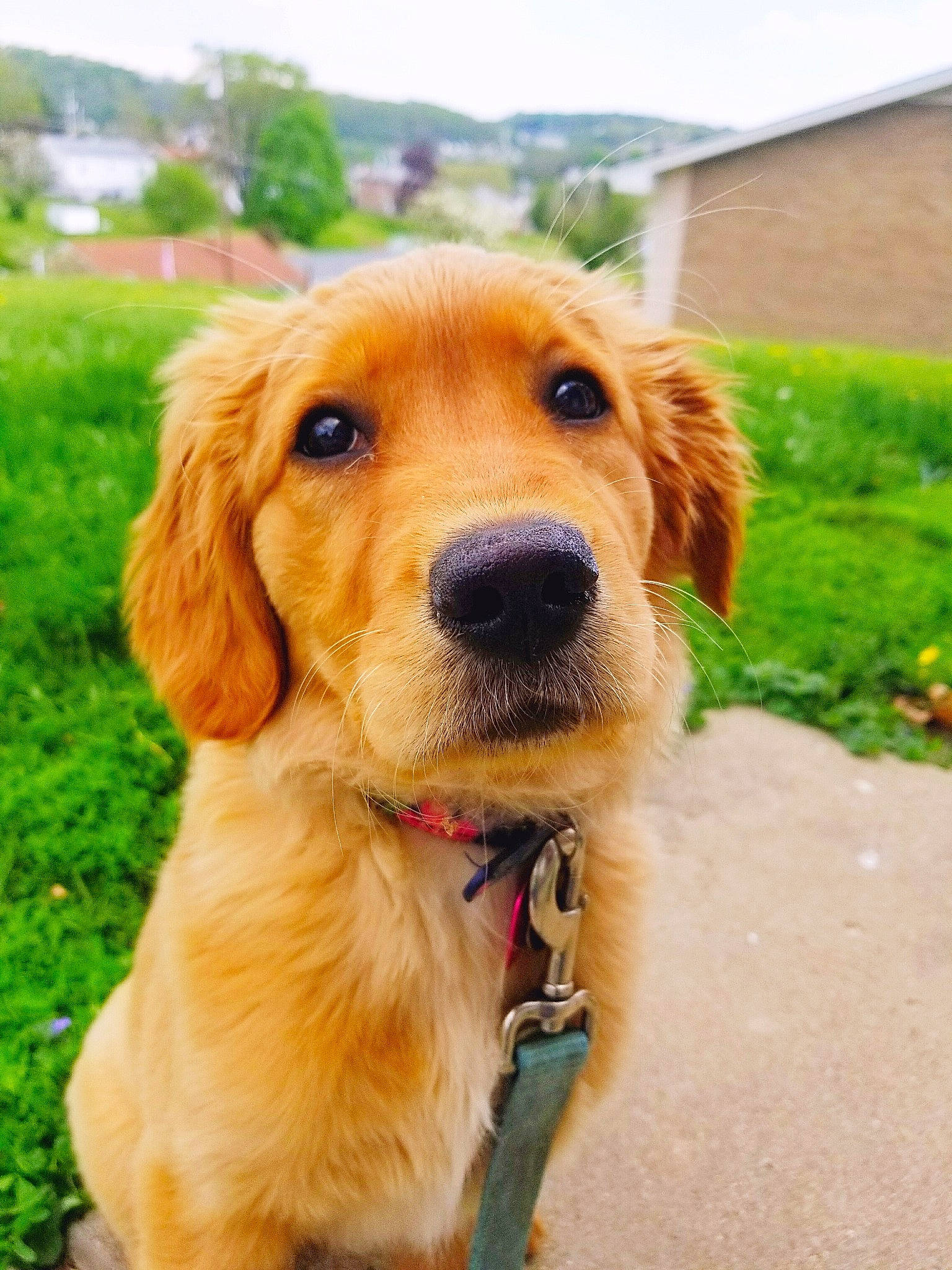 Crumpet joined the competition — help win amazing prizes! canidae, carnivore, companion_dog, dog, dog_breed, fawn, flat_coated_retriever, golden_retriever, hovawart, labrador_retriever, mammal, nova_scotia_duck_tolling_retriever, puppy, rare_breed_dog, retriever, snout, sporting_group, vertebrate