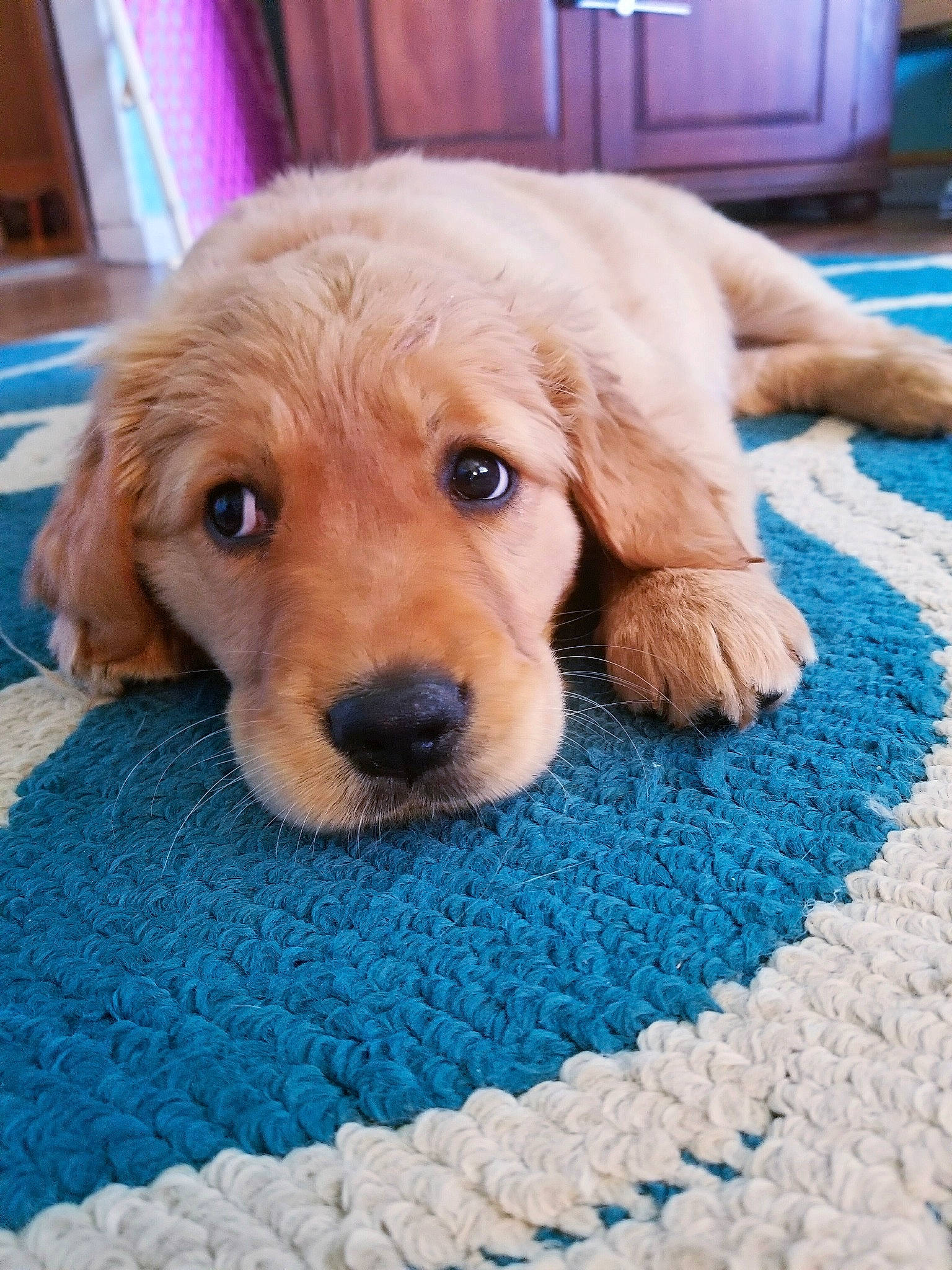 Biscuit joined the competition — help win amazing prizes! beagador, canidae, carnivore, companion_dog, dog, dog_breed, dog_toy, fawn, golden_retriever, hovawart, labrador_retriever, mammal, puppy, retriever, sporting_group, vertebrate