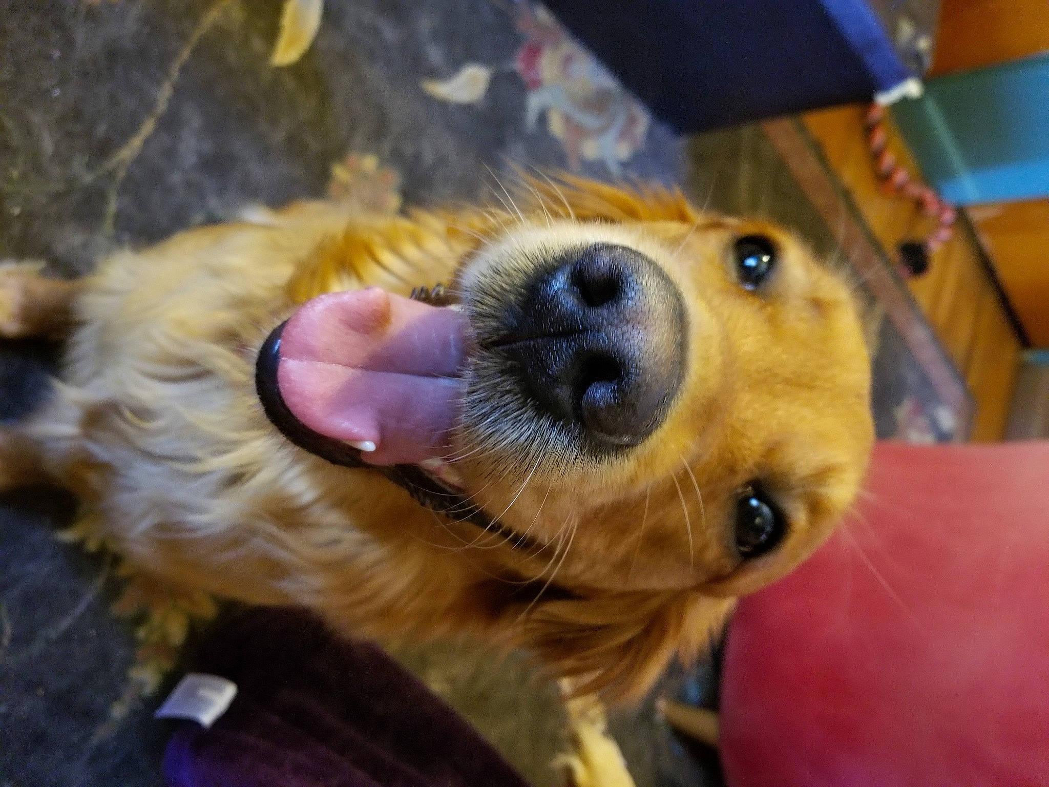 Biscuit joined the competition — help win amazing prizes! canidae, carnivore, companion_dog, dog, dog_breed, ear, fawn, golden_retriever, nose, puppy, rare_breed_dog, snout, sporting_group, whiskers