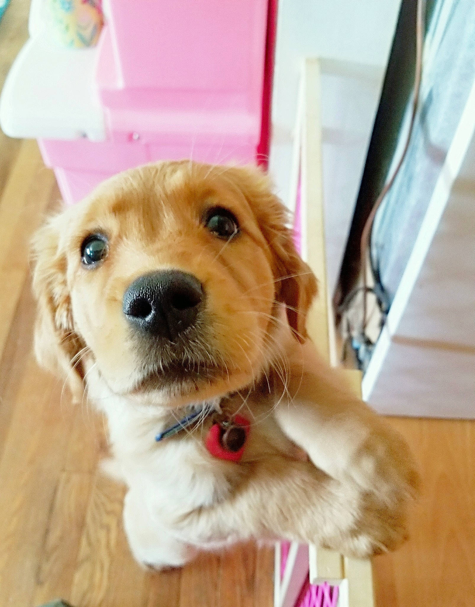 Biscuit is registered to the contest to win money with this photo: canidae, carnivore, companion_dog, dog, dog_breed, dog_toy, fawn, fur, golden_retriever, mammal, paw, puppy, puppy_love, rare_breed_dog, retriever, snout, sporting_group, vertebrate