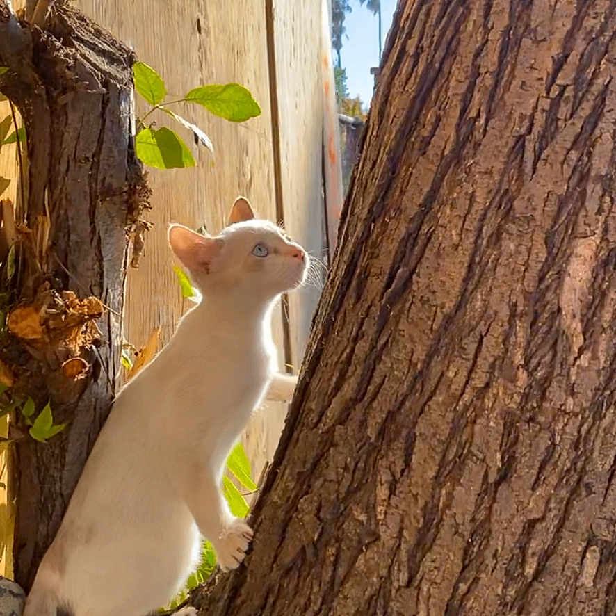 Zoey joined the competition — help win amazing prizes! abyssinian, accessories, animal, cat, deer, kitten, leaf, pet, plant, plywood, rabbit, rat, redwood, rodent, siamese, strap, tree, treetrunk, weasel, wood