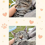 Buttercup joined the competition — help win amazing prizes! cat, kitten, sleeping, tabby, pet, animal, cute, cozy, outdoor, grass, hand, person, arm, resting, closeup, feline, adorable, snuggling, background_blur, frame