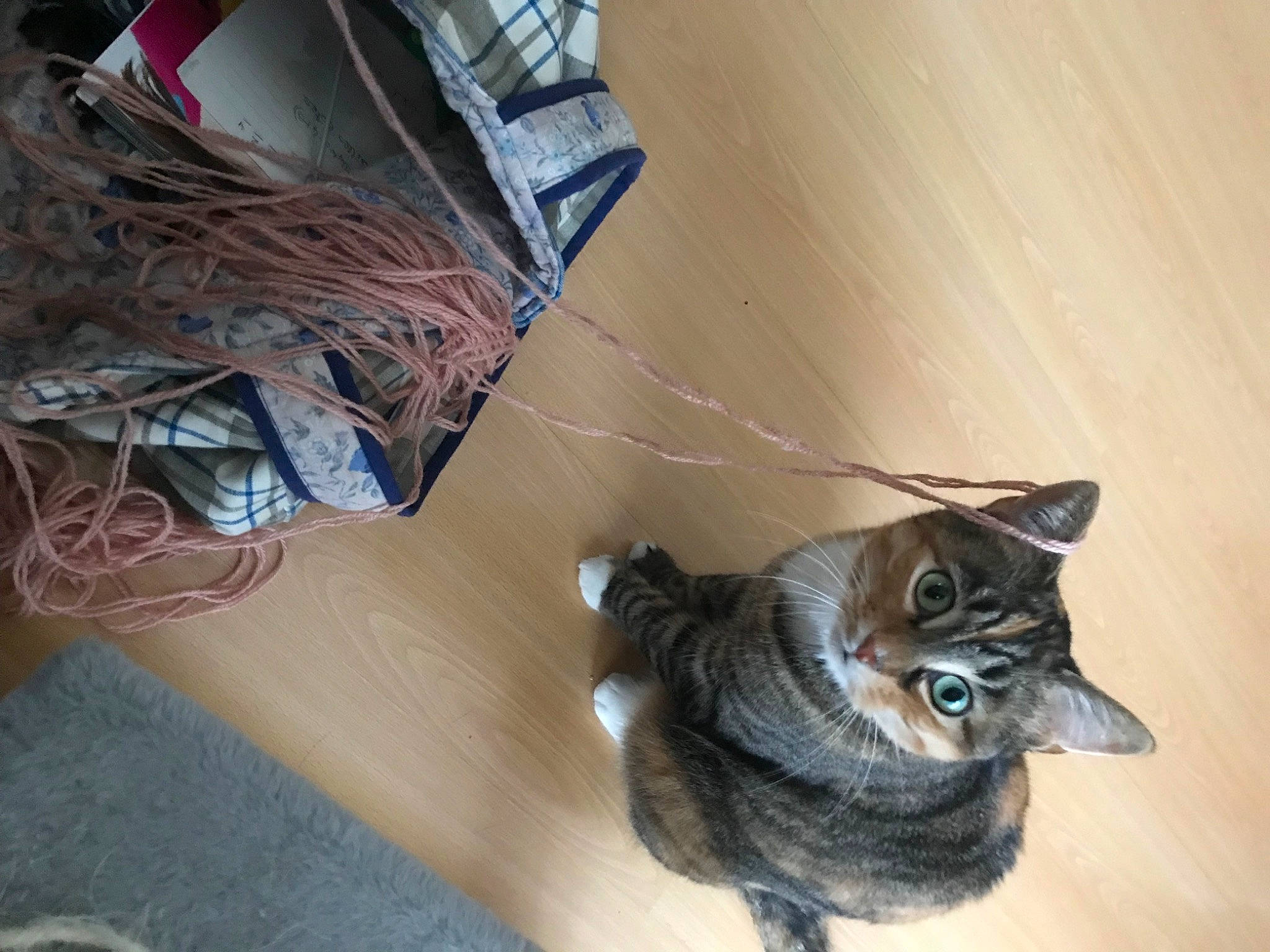 Noisette participe au concours pour gagner de l'argent avec cette photo : canidae, cardboard, carnivore, cat, claw, domestic_short_haired_cat, felidae, floor, flooring, fur, hardwood, laminate_flooring, paw, room, small_to_medium_sized_cats, snout, tail, whiskers, wood, wood_flooring