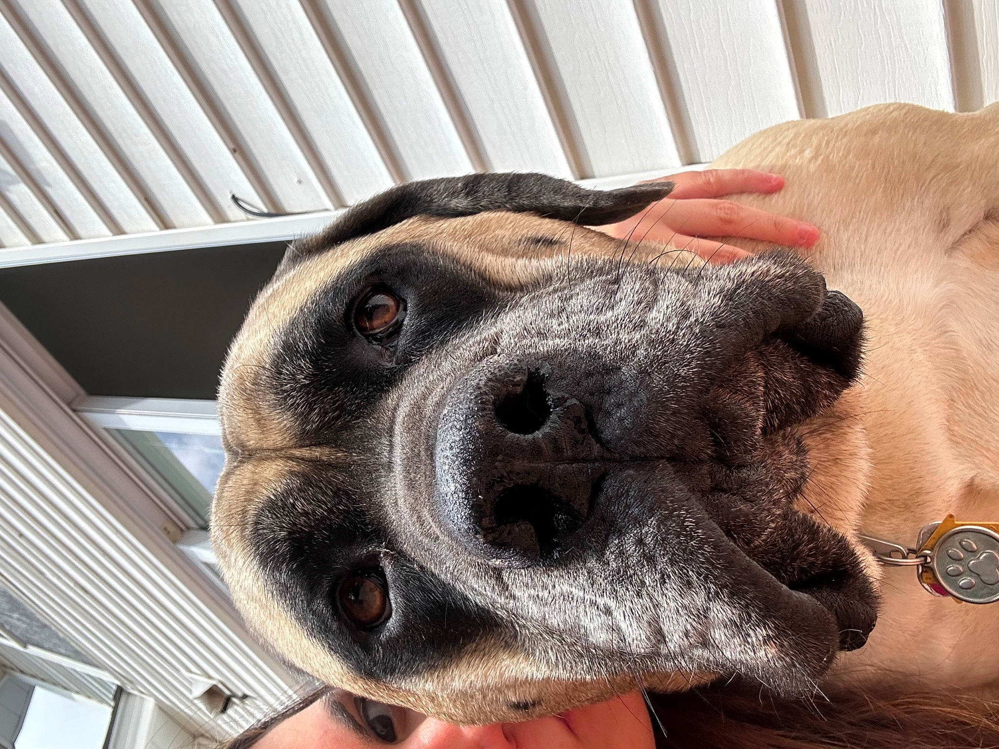 Leo joined the competition — help win amazing prizes! carnivore, clock, collar, comfort, companion_dog, dog, dog_breed, dog_collar, fawn, fence, finger, fur, jaw, nail, pet_supply, snout, sporting_group, watch, whiskers, working_animal