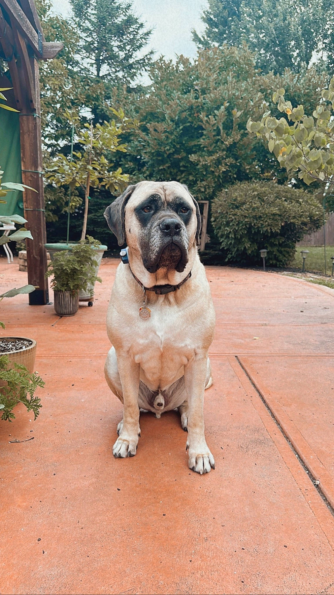 Leo joined the competition — help win amazing prizes! ancient_dog_breeds, canidae, carnivore, collar, companion_dog, dog, dog_breed, dog_collar, fawn, flowerpot, grass, houseplant, molosser, non_sporting_group, plant, sporting_group, tree, working_animal, working_dog, wrinkle
