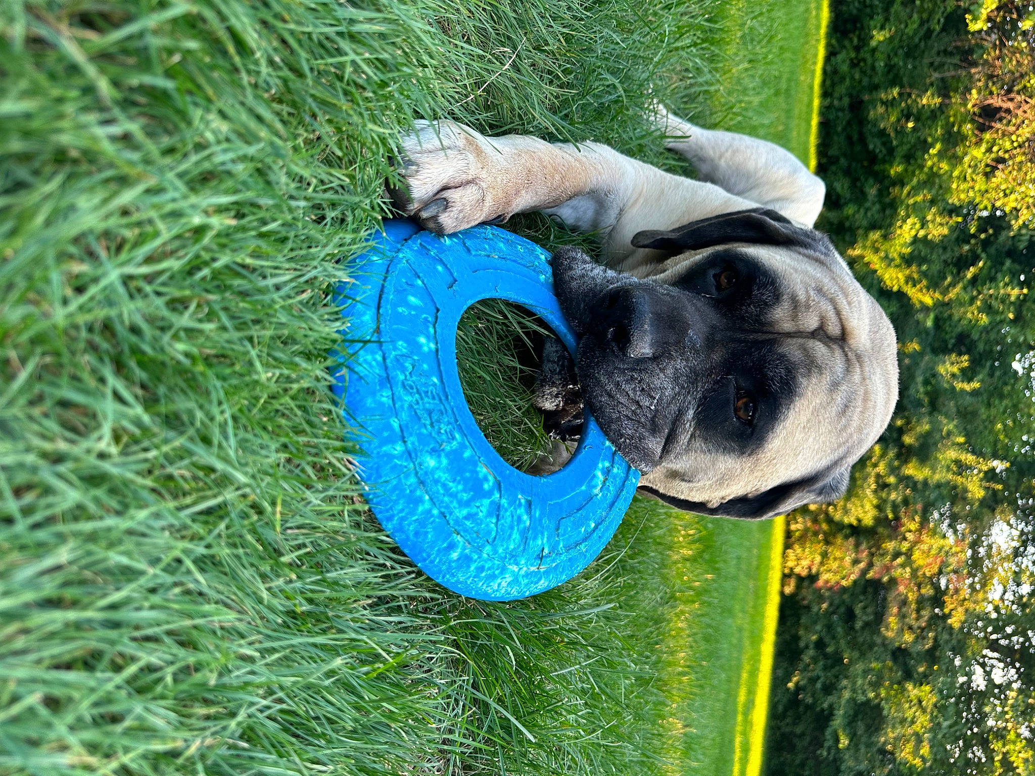 Leo joined the competition — help win amazing prizes! ball, botany, carnivore, companion_dog, disc_dog, dog, dog_breed, electric_blue, garden, grass, groundcover, lawn, plant, sculpture, shrub, sporting_group, tail, tree, water, working_animal