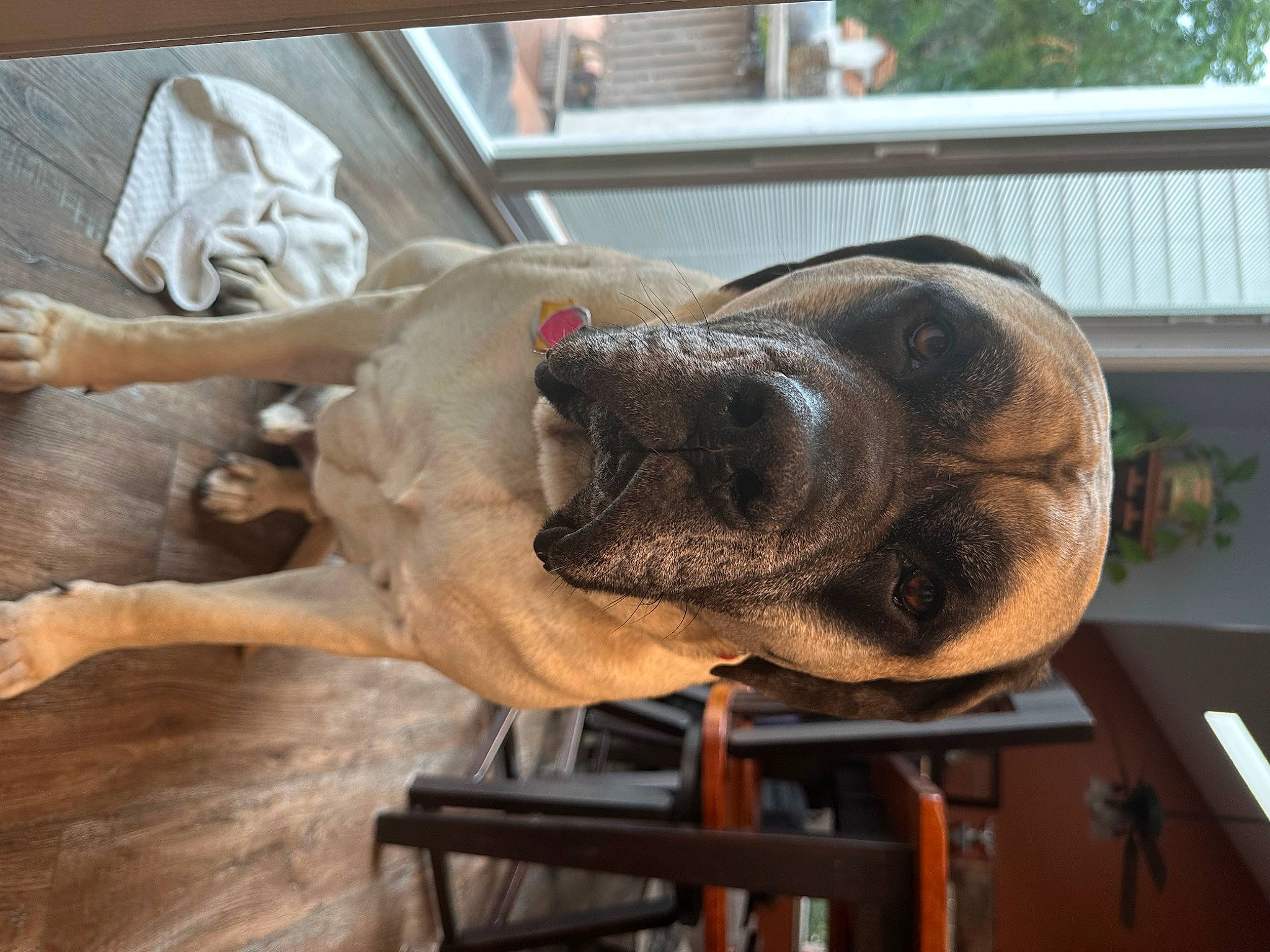 Leo joined the competition — help win amazing prizes! canidae, carnivore, dog, dog_breed, fawn, jaw, liver, mammal, pet_supply, snout, sporting_group, terrestrial_animal, vertebrate, wood, working_animal, wrinkle