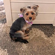 Marley is registered to the contest to win money with this photo: dog, small_dog, puppy, bow, carpet, indoor, pet, cute, furry, sitting, animal, fur, face, ears, floor, home, domestic_animal, looking, adorable, young