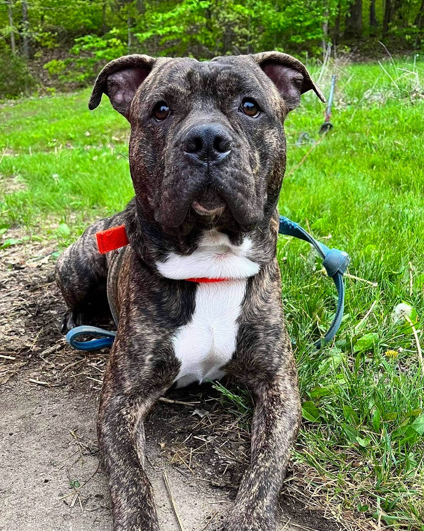 Atticus is registered to the contest to win money with this photo: canidae, carnivore, collar, companion_dog, dog, dog_breed, dog_collar, fawn, grass, groundcover, herbaceous_plant, non_sporting_group, pet_supply, plant, sporting_group, tail, terrestrial_animal, working_animal, working_dog