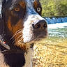 animal, black_and_white, brown_eyes, close_up, collar, collie, dog, forest, fur, heterochromia, mixed_breed, nature, outdoors, pet, portrait, river, stream, sunlight, waterfall, wet
