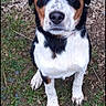animal, black_white_brown, blue_eye, brown_eye, close_up, collar, dirt, dog, floppy_ears, grass, ground, heterochromia, looking_at_camera, outdoors, portrait, puppy, rocks, sitting, smartphone_screenshot, tricolor