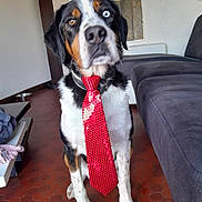 Despé participe au concours pour gagner de l'argent avec cette photo : berner, black_white, blue_eye, brown_eye, brown_markings, collar, couch, dog, dressed_up, funny, heterochromia, indoors, living_room, mountain_dog, pet, portrait, puppy, sitting, tie, tile_floor